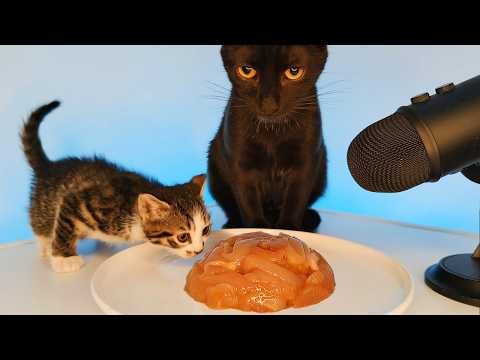 Cute Baby Kitten and Mother Cat Eating Chicken ASMR