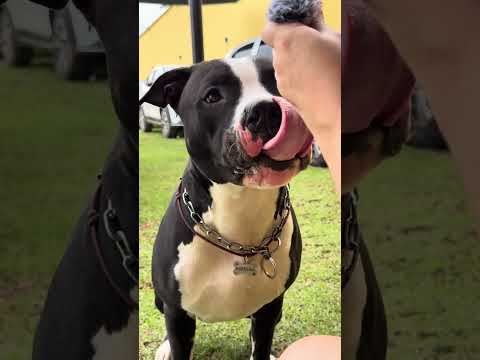 MEU CACHORRO FAZENDO ASMR