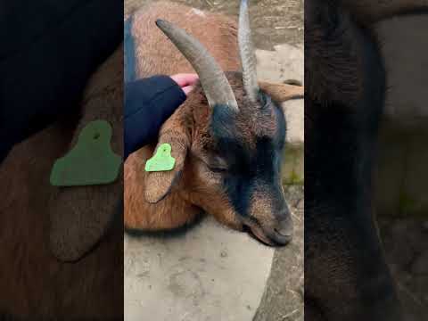 ASMR with these cute goats #shorts