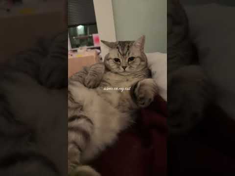 Haven’t done ASMR on smudge in a while while 😍