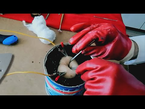 Surprising flower. Experiments with a flower. ASMR EATING Anti-stress
