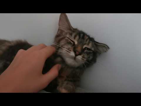 Proper old skool ASMR 😂 showing you my pets || WhisperingLife