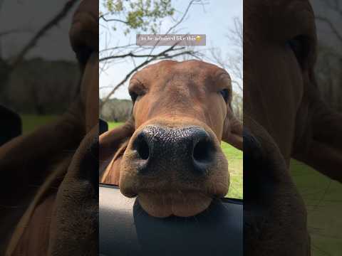all she wanted was some love🥰 #shorts #cow #farmlife