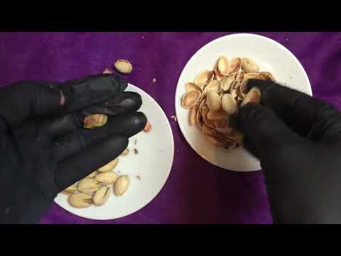 LATEX GLOVES   🖤  𝕐𝕌𝕄𝕄𝕐 𝔽𝕆𝕆𝔻  ! 👄 Eat Pistachio Nuts with me ....𝕟𝕠𝕞 𝕟𝕠𝕞    [[ASMR]]