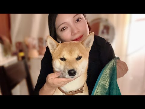 ASMR | Color Analysis for Shiba Mr. Dangao 🐕🎨