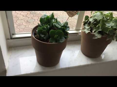 ASMR Watering My Plants - No Talking
