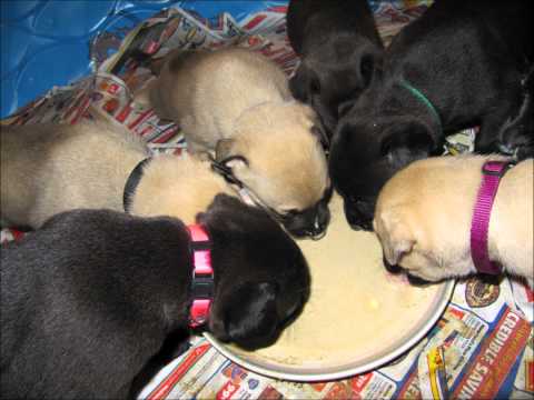 The Story of Lil' Mama and Her Puppies (Not ASMR!)