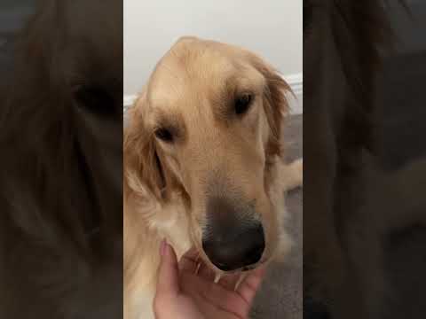 ASMR on a dog 🐶 #asmrtapping #asmrscratching #dog #dogshorts #shortsviral