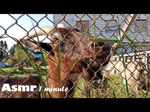 1 minute Asmr Village in summer 🦒 [my evening walk today]