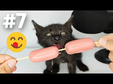 Kitten eating Sausage ASMR [ Part 7 ]