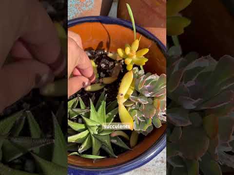 Whispering Secret Succulent Facts Relaxing Plant | ASMR for Sleep #asmr #asmrwhisper