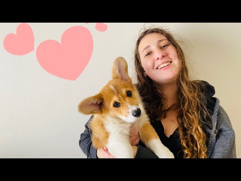 PUPPY ASMR 🐶🐾 Meet my new Puppy 🖤