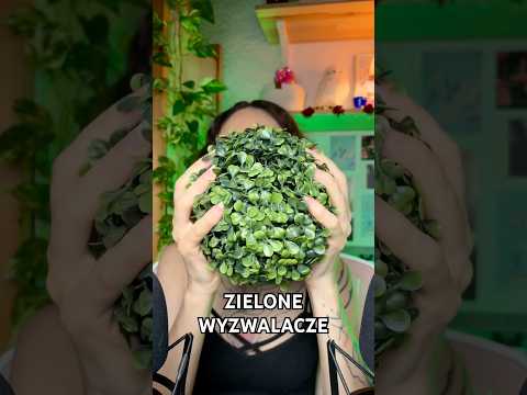 💚 ZIELONE WYZWALACZE 💚 asmr po polsku