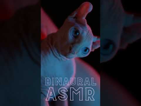 Binaural facts about Cats ASMR #Shorts