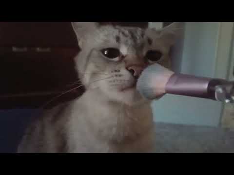 ASMR brushing my cat + endless mouth sounds 🐈‍⬛🖌️ | visual triggers & lofi