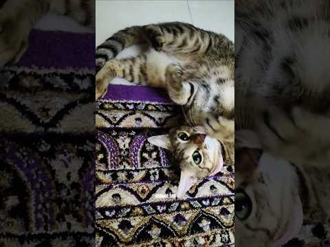 khatarnak Video Banaunga Jo viral ho Jayega 😁😎 #shorts #comedy #funny #cat #kitten