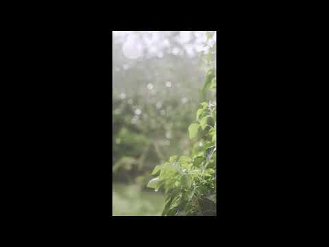 1 hour soothing rain and thunder sounds for sleeping / meditation / relaxation