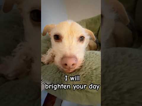 Sleepy dog ASMR 🐶 | Soothing for Sleep & Relaxation