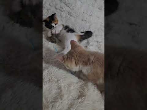 Spooks , Jaydyns sister and Antares his sister playing