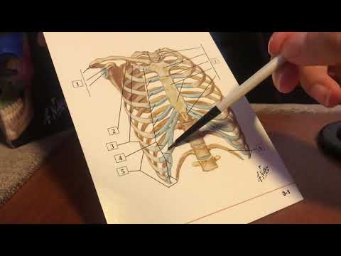 ASMR Español Latino [Tracing]: Aprendiendo anatomía, Up-Close Whispers con el Minimicrofonito