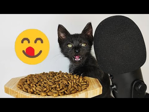 Kitten Eating Crunchy Dry Cat Food ASMR