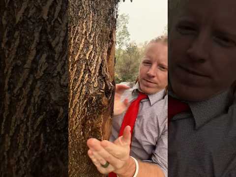 ASMR | Giving Trees A Massage in the Rain #asmr