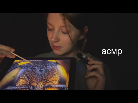 асмр | рассказ про пчёл | шепот 🐝