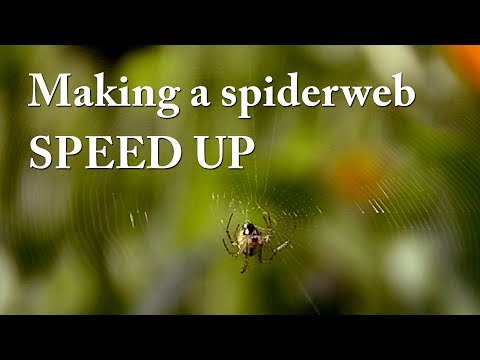 Making a spiderweb SPEED UP