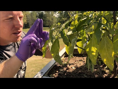 ASMR | How Doctors Take Care of Their Plants