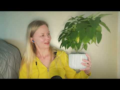 Asmr Suomi - Juttelua joulutähden kanssa 💮 Soft spoken