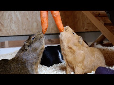 ASMR Guinea Pig Crunch LOVE 🐹🥕 Eating Sounds Carrot | So CUTE 💖