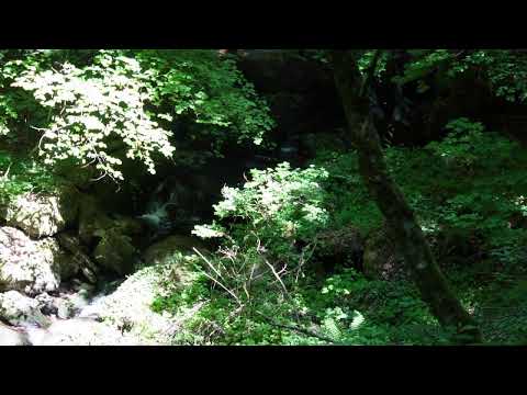 24/7 Forest Stream Sounds 🌿 Real Sounds of Nature for Sleep, Relaxation & Focus