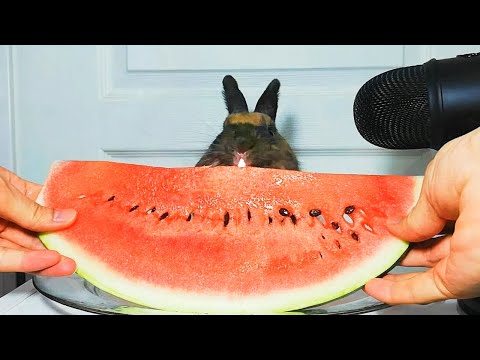 🍉Rabbit eating watermelon ASMR