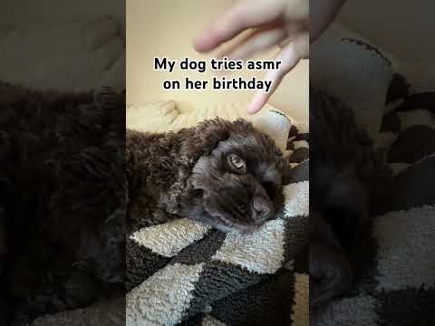 dog tries asmr on her birthday