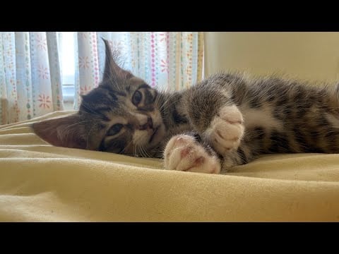 Kitten ASMR