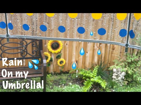 ASMR Under my umbrella! (No talking only) Ebb & flow of real rain on vinyl umbrella~Nature sounds.