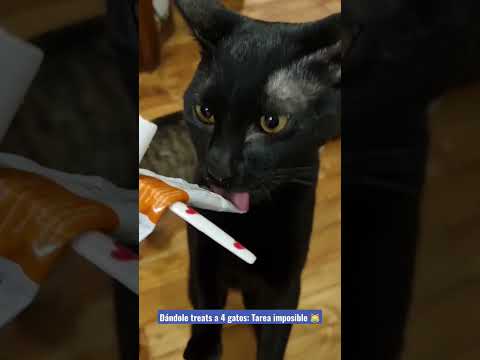 Dándole treats a 4 gatos #cat #cute #cats