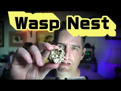 Wasp Nest Experimental #ASMR #Satisfying #SleepAid