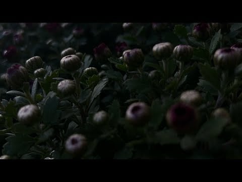 lofi ASMR dark background clicky mouth sounds + trigger words ◡̈
