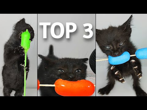 TOP 3 Kitten ASMR Eating Sausage Compilation