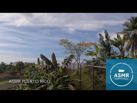 Flamboyant Tree View | Peaceful Nature Ambience | Relaxing ASMR Sounds