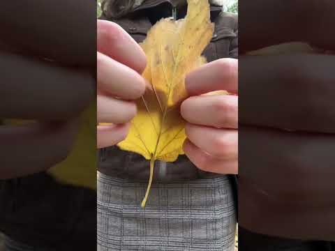 Asmr with a leaf | Lo-fi 🍂 #asmr #asmrsounds #leaves #autumn #shorts #relax