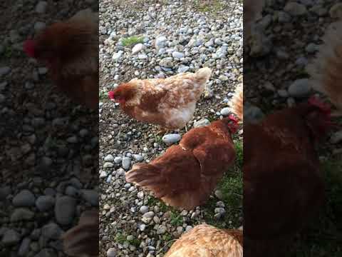 My Furry Friends 🐔🐓 (not ASMR)