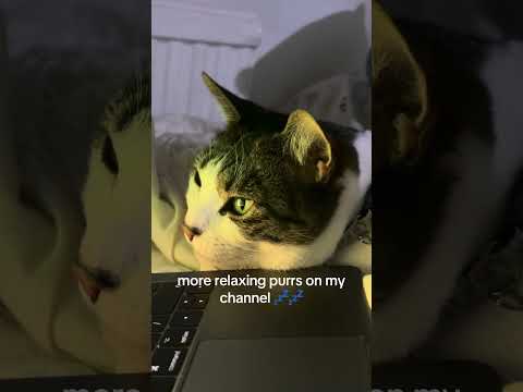 new taz the cat video out tomorrow!!💗#cat #asmr #asmrsounds #relax #sleep #asmrshorts #catsounds