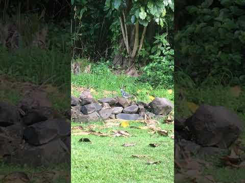 A little chubby bush pigeon wanders into the shrub🕊️