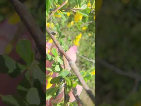 ASMR Visual Flowers, Nature #asmr #asmrvideo #relaxing #relax