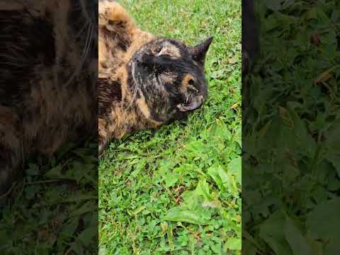 Squirt, my female Torti