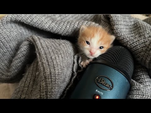 Kitty Asmr