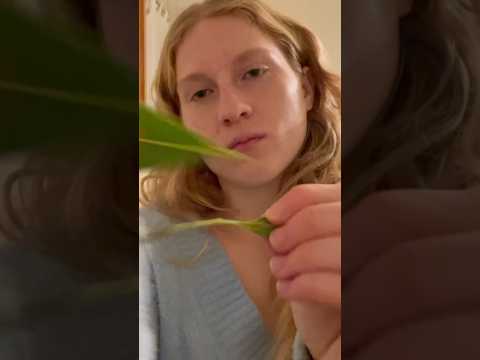 Plucking bay #ForYou #TrendingNow #InstaReels #ViralVideo #DailyShorts #Entertainment #FYP #asmr
