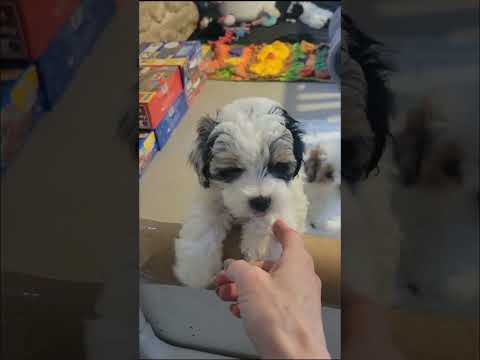 The ASMR Psychologist's Puppies